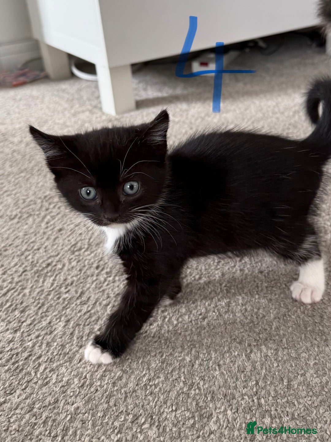 Mixed Breed cats for sale: 5 bsh mixed kittens ready  - Image 12