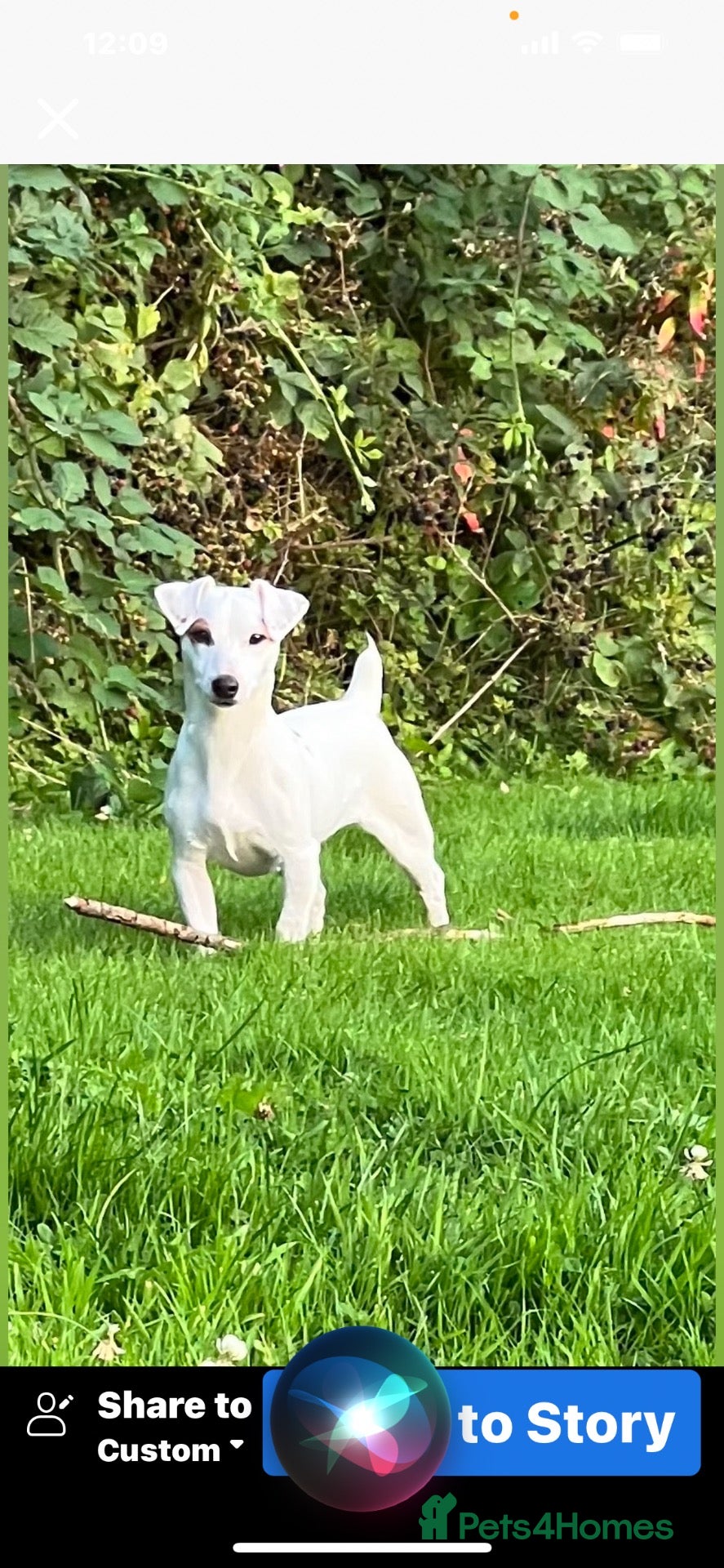 Jack Russell dogs Two male pups - Advert 1