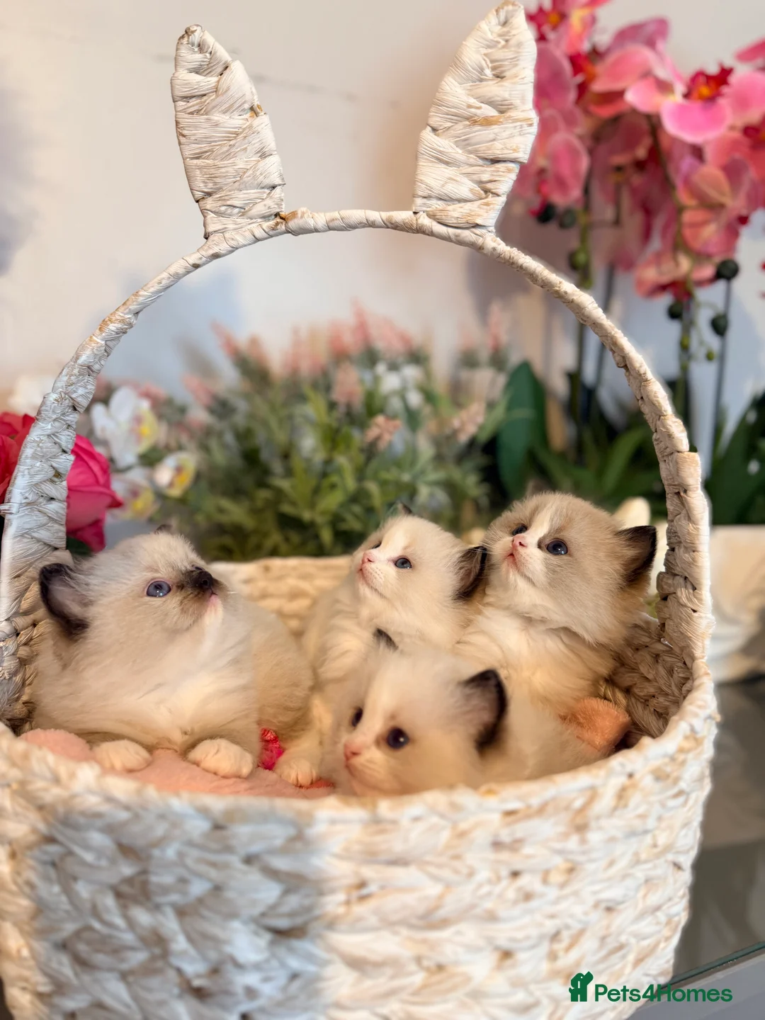 Ragdoll cats for sale: 🩷✨🏅GRAND CHAMP LINE TOP QUALITY RAGDOLLS - Advert 6