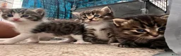 Mixed Breed cats for sale: Ragdoll x Maine Coon  - Advert 7