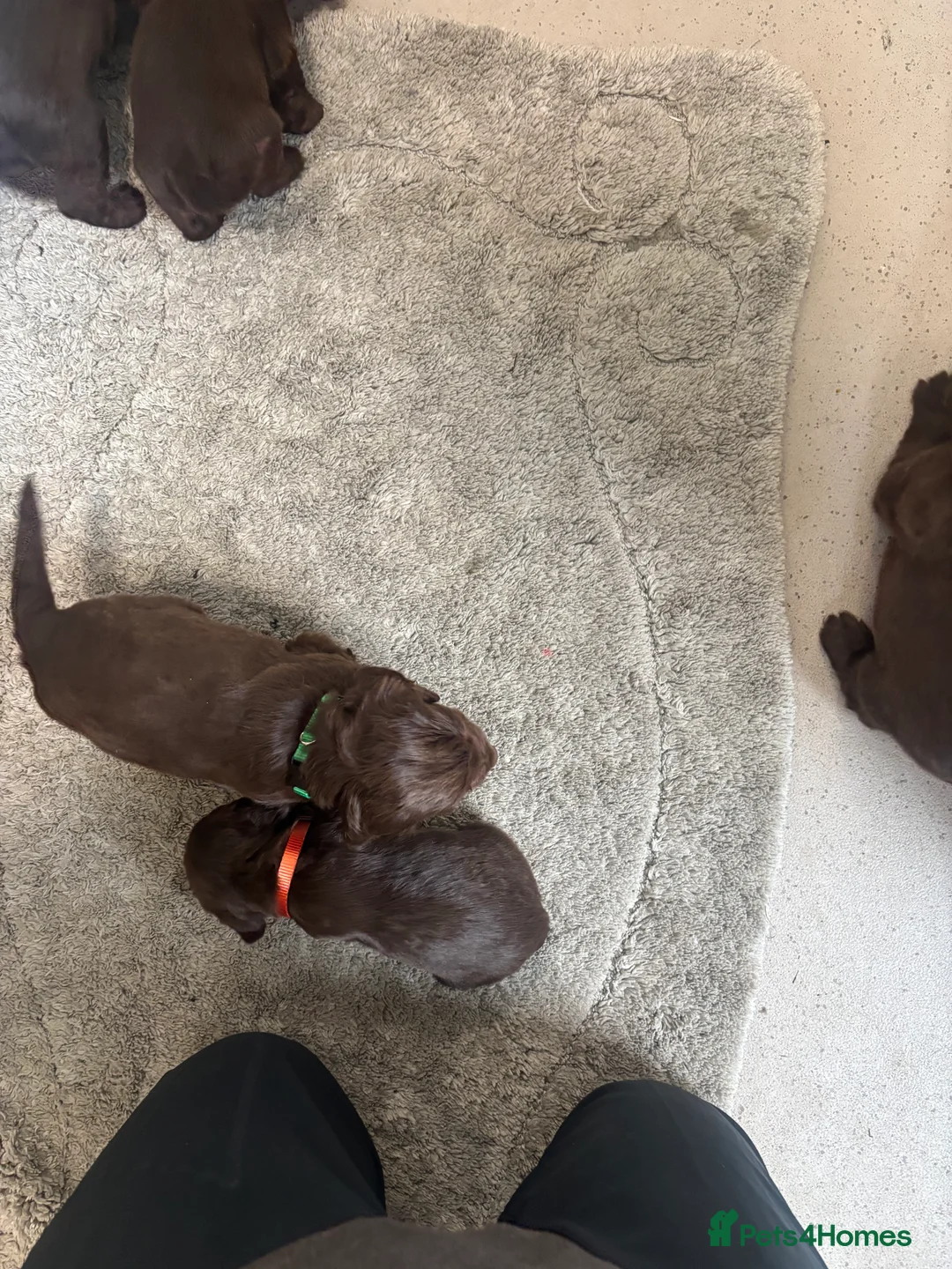 Cocker Spaniel dogs for sale: Cocker spaniel puppies  - Advert 14