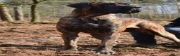 Great Dane dogs for sale: Only 1 girl left - Stunning Brindle Great Dane pup - Advert 24