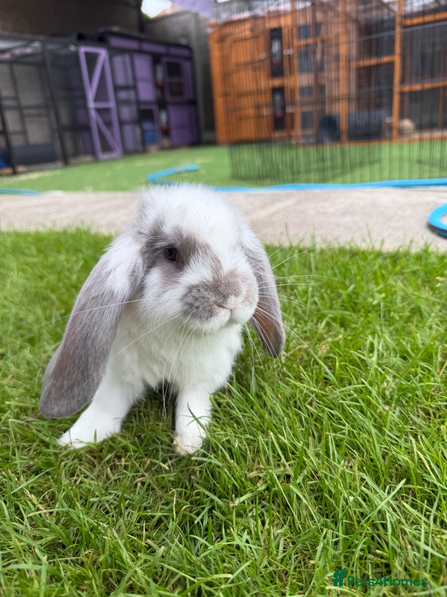 French Lop rabbits French lop  - Advert 1