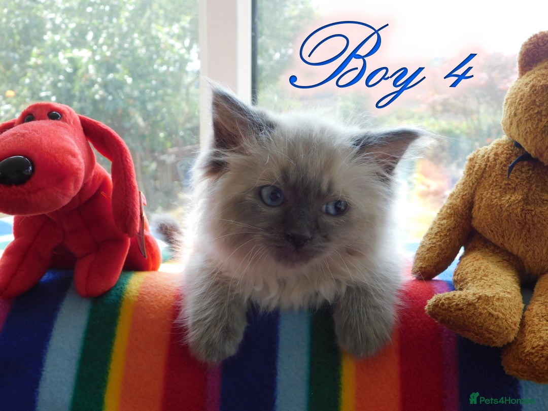 Ragdoll cats for sale: Stunning Ragdoll Kittens.... READY NOW - Image 4