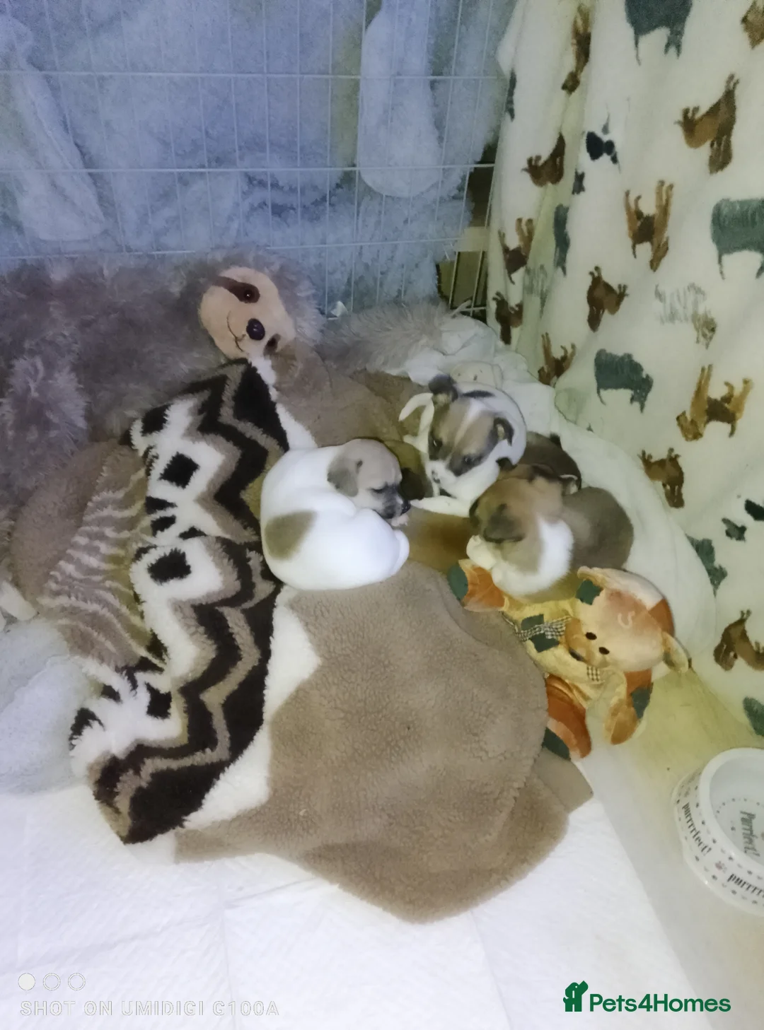 Chihuahua dogs for sale: Amazing pomchi babies  - Advert 4