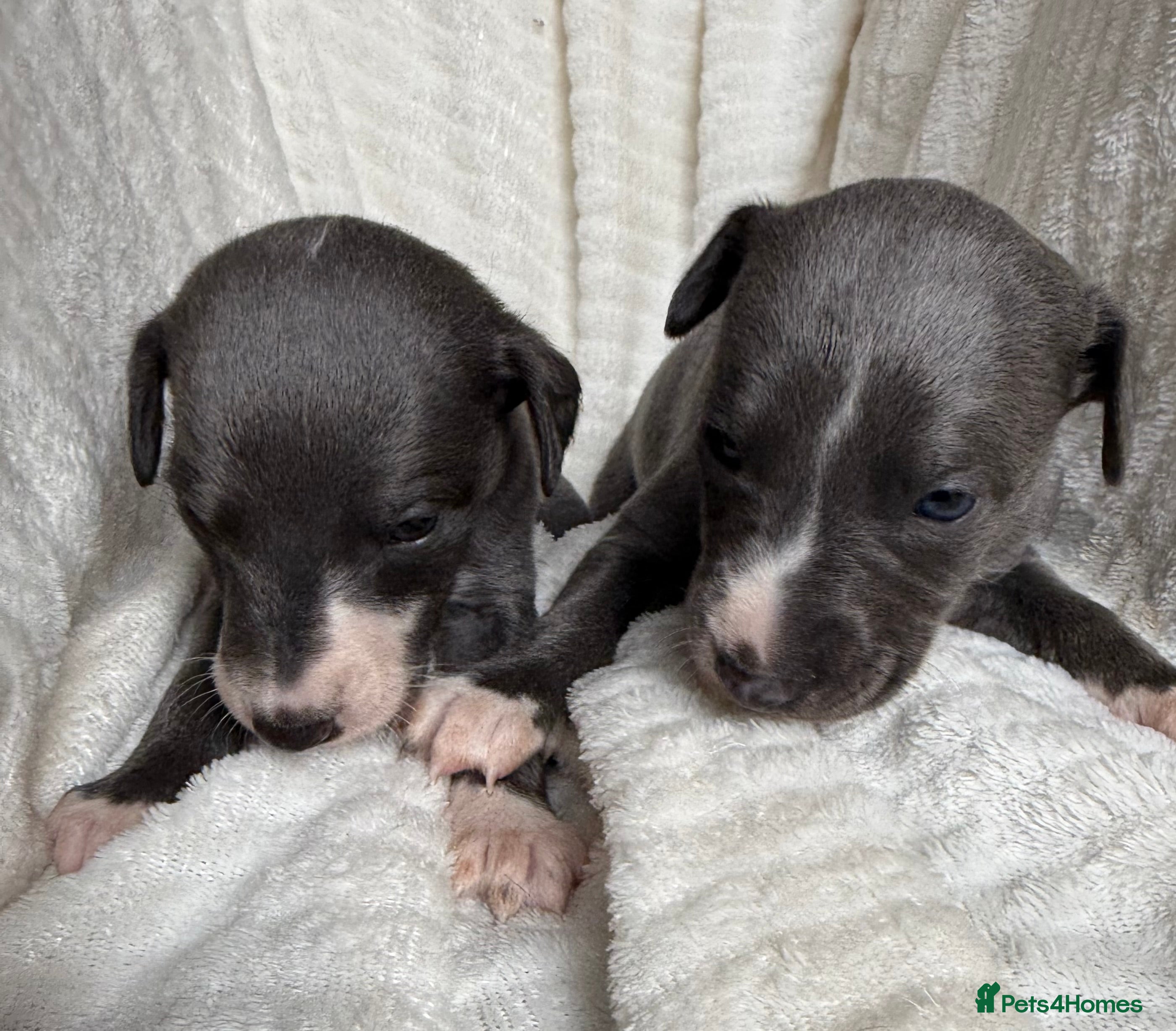 Whippet dogs Small  Blue Whippet puppies. - Advert 2
