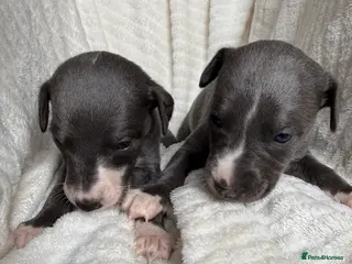 Whippet dogs Small Blue Whippet puppies. - Advert 2