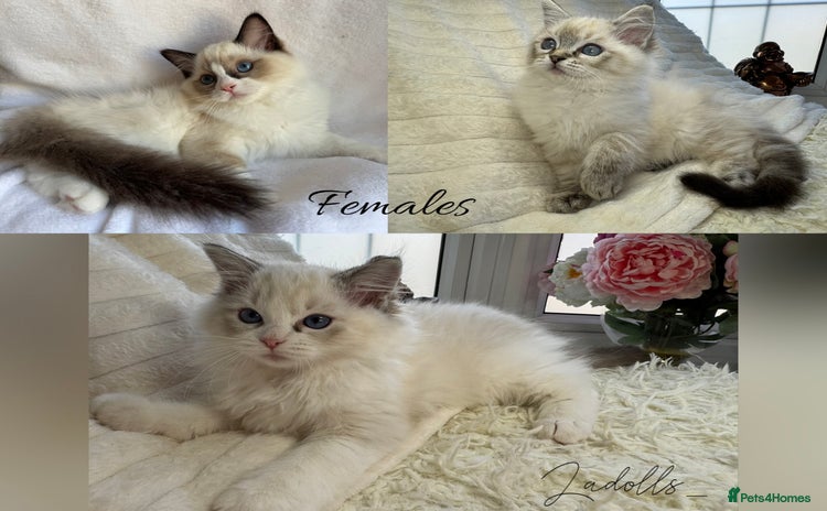 Ragdoll cats - Advert 15