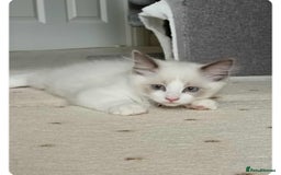 Ragdoll cats for sale: Kitten Ragdoll bicolor 1 boy. - Image 1