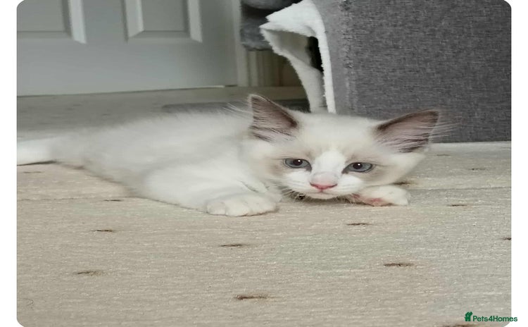 Ragdoll cats - Advert 16