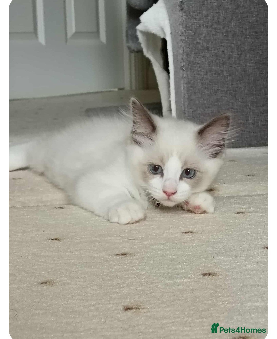 Ragdoll cats for sale: Kitten Ragdoll bicolor 1 boy. - Image 1