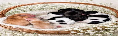 Mixed Breed 2