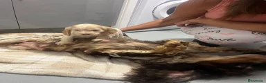 Cocker Spaniel 3
