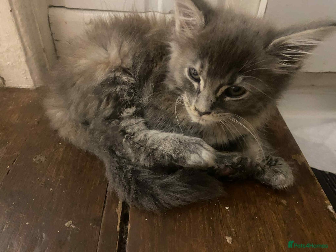 Maine Coon cats for sale: Xl mainecoon kittens full breed non reg  - Image 23