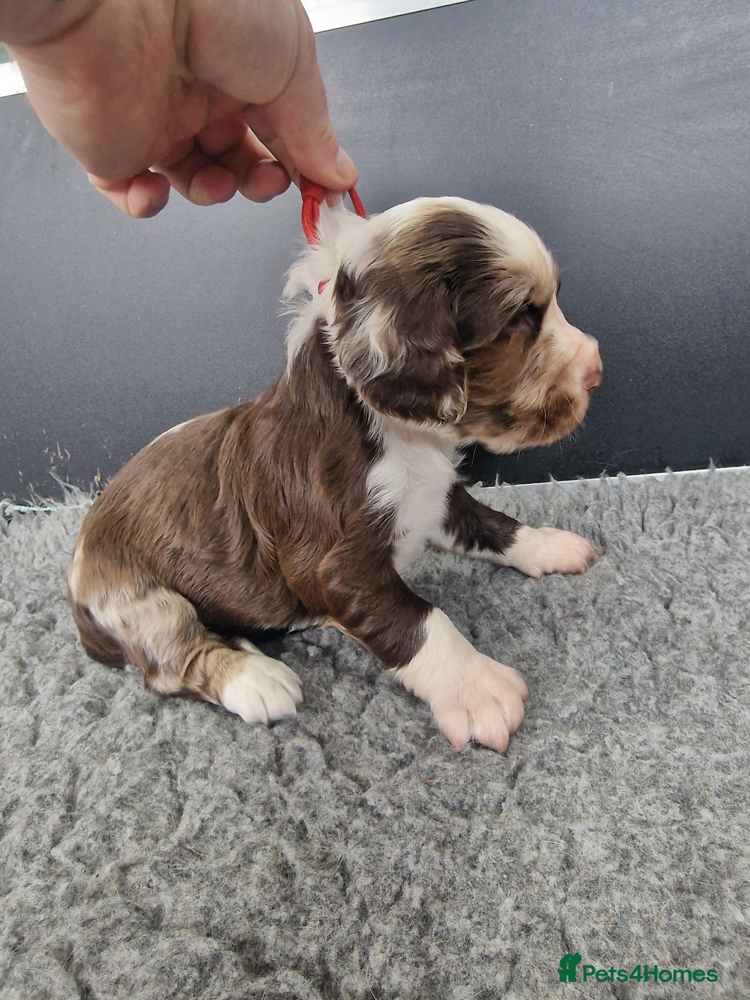 Cocker Spaniel dogs Stunning working cocker spaniels  - Advert 2