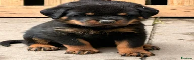Rottweiler Puppy 2