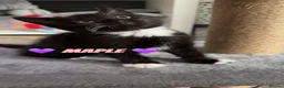 Domestic Shorthair cats for sale: Maple, Moose & Midget in Scunthorpe - Advert 4