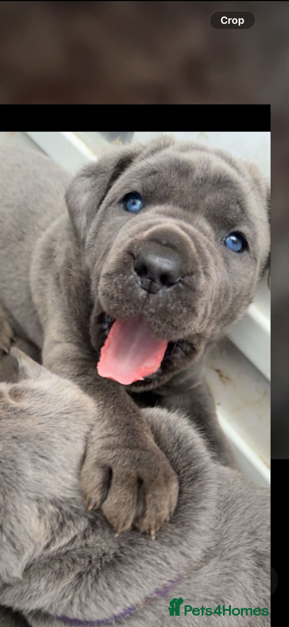 Cane Corso dogs Champion Bloodline Cane Corso Puppies - Advert 3