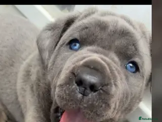 Cane Corso dogs Champion Bloodline Cane Corso Puppies - Advert 3