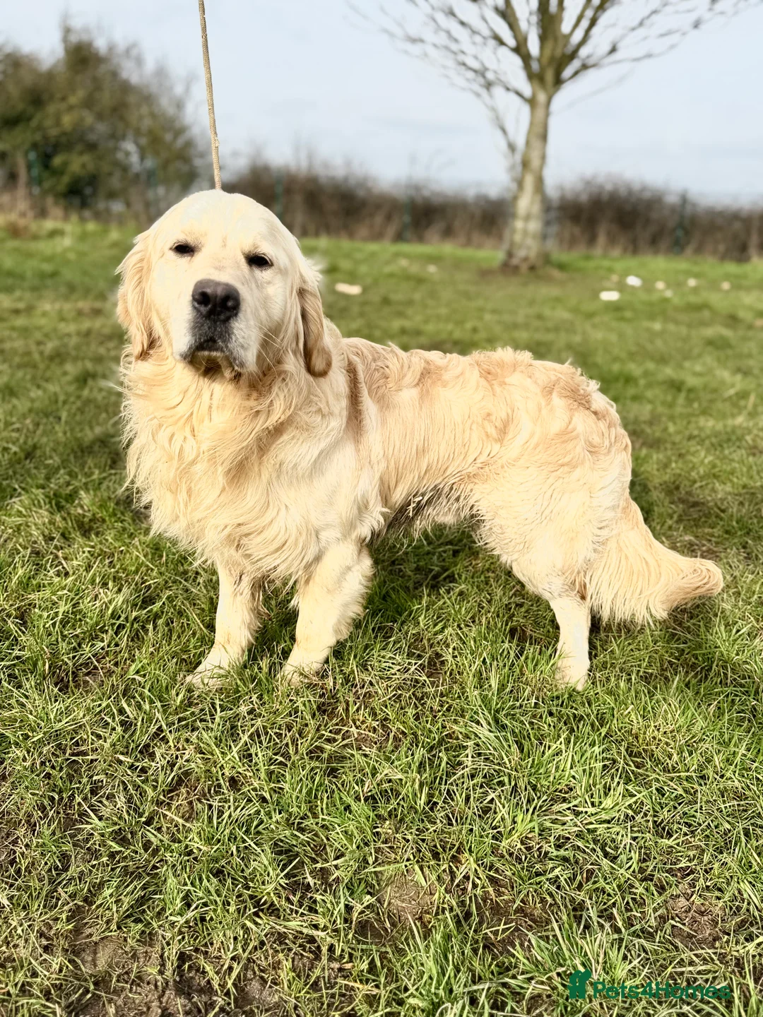 Golden Retriever dogs for stud: ⭐️ KC health tested chunky boy ⭐️ in Leicester - Advert 4
