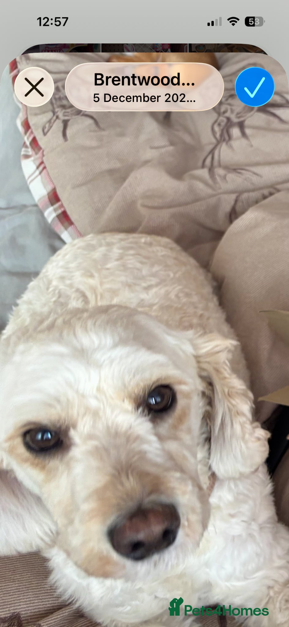 Cockapoo dogs Waffle - Advert 1