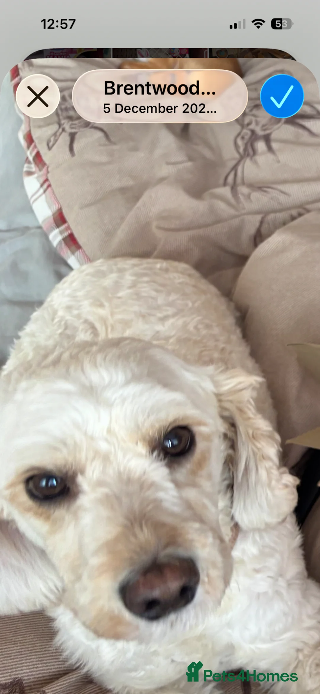 Cockapoo dogs for sale: Waffle in Brentwood - Advert 1