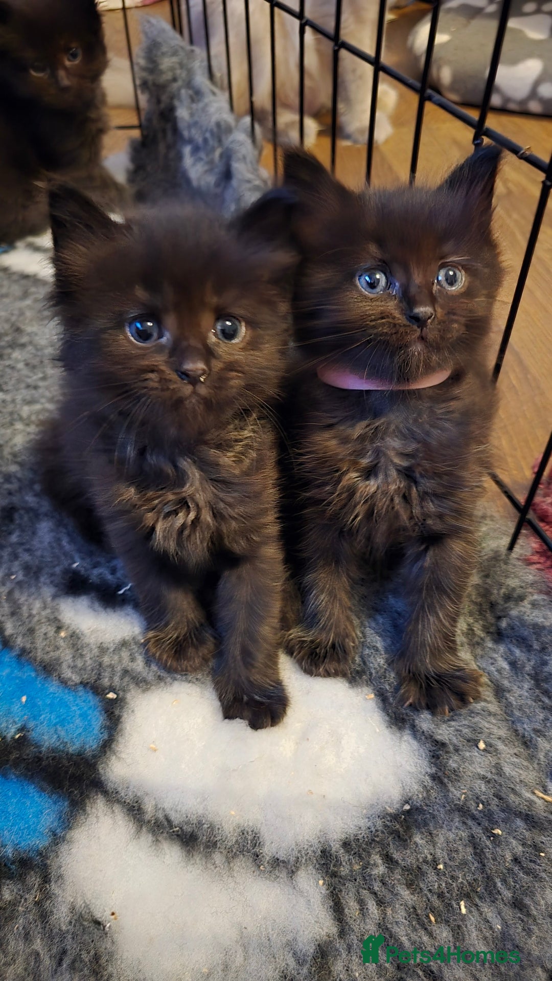 Maine Coon cats for sale: Stunning Maine Coon X  - Image 23