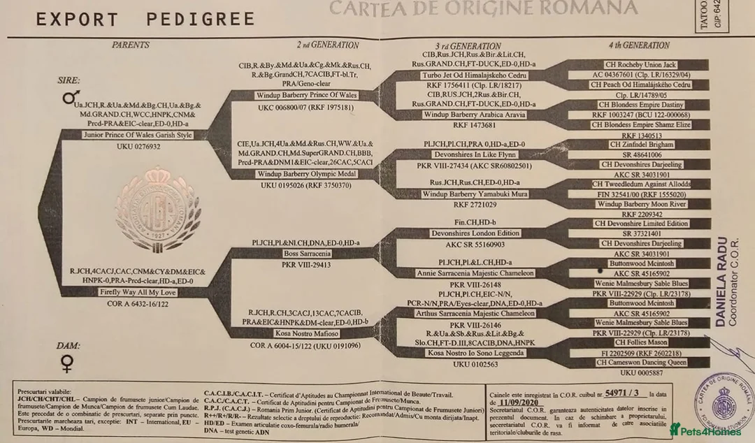 Labrador Retriever dogs for stud: Stunning Labrador, Champion Lines, Discounted Fee in Huddersfield - Advert 30