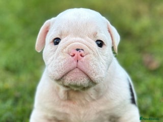 English Bulldog dogs 🌟 health tested parents 🌟 - Advert 2