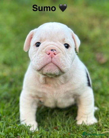 English Bulldog dogs 🌟 health tested parents 🌟 - Advert 3