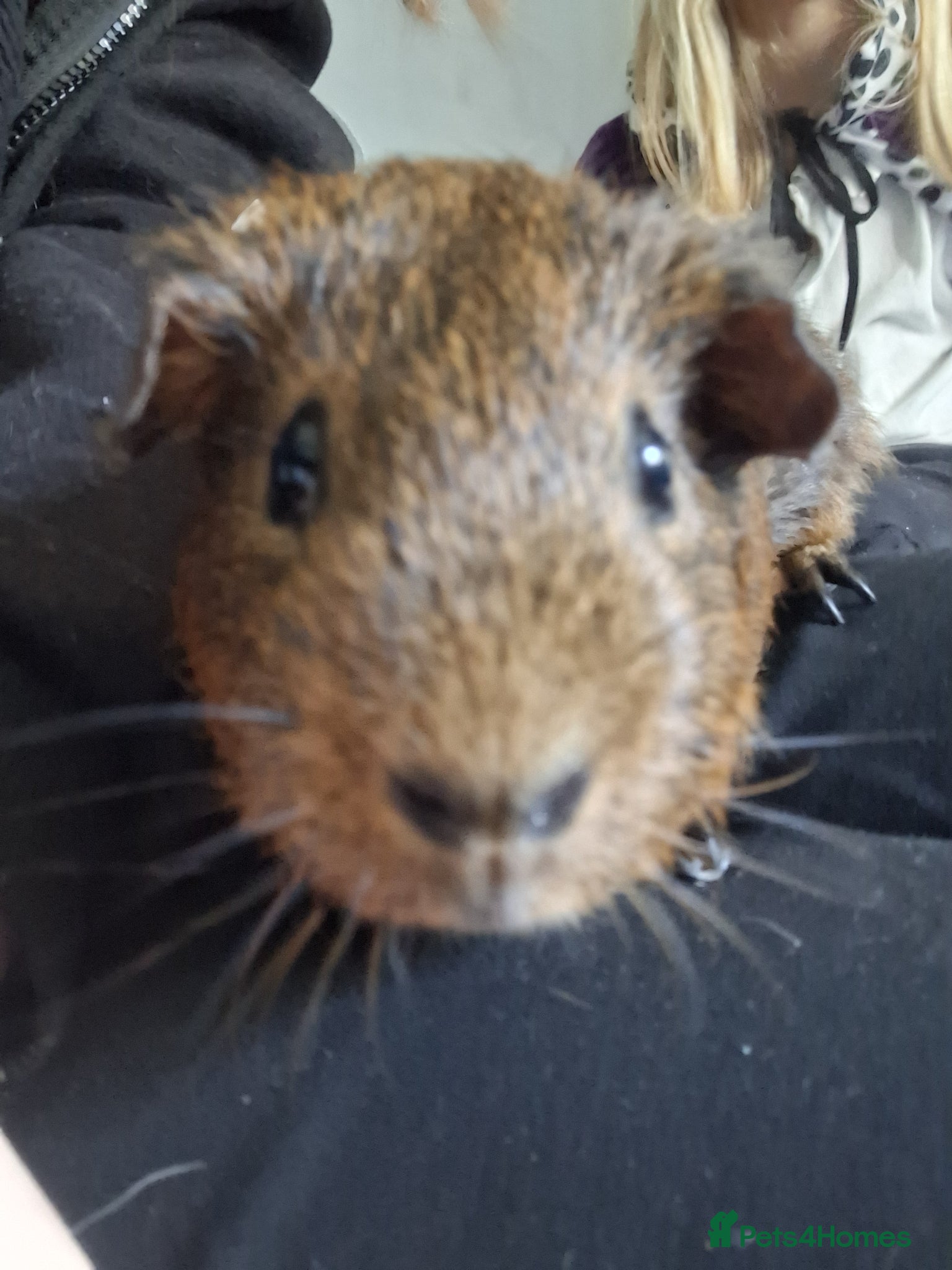 Guinea Pig rodents Guinea pig boar 1 Yr old - Advert 1