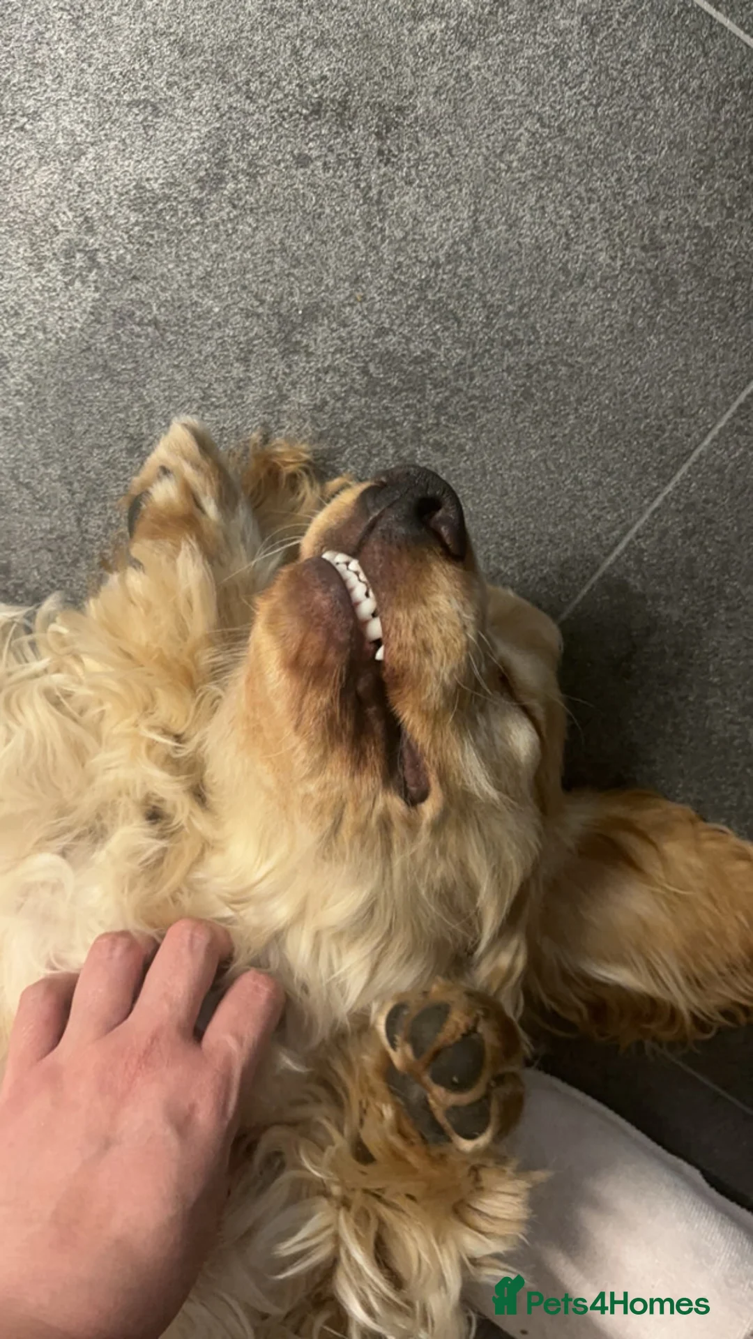 Cocker Spaniel dogs for sale: Oscar  - Advert 1