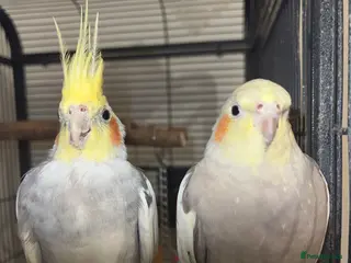 Cockatiels birds Cocktails in Southampton - Advert 3