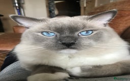 Ragdoll cats for stud: GCCF & TICA registered stud, champion bloodline    in London - Image 7