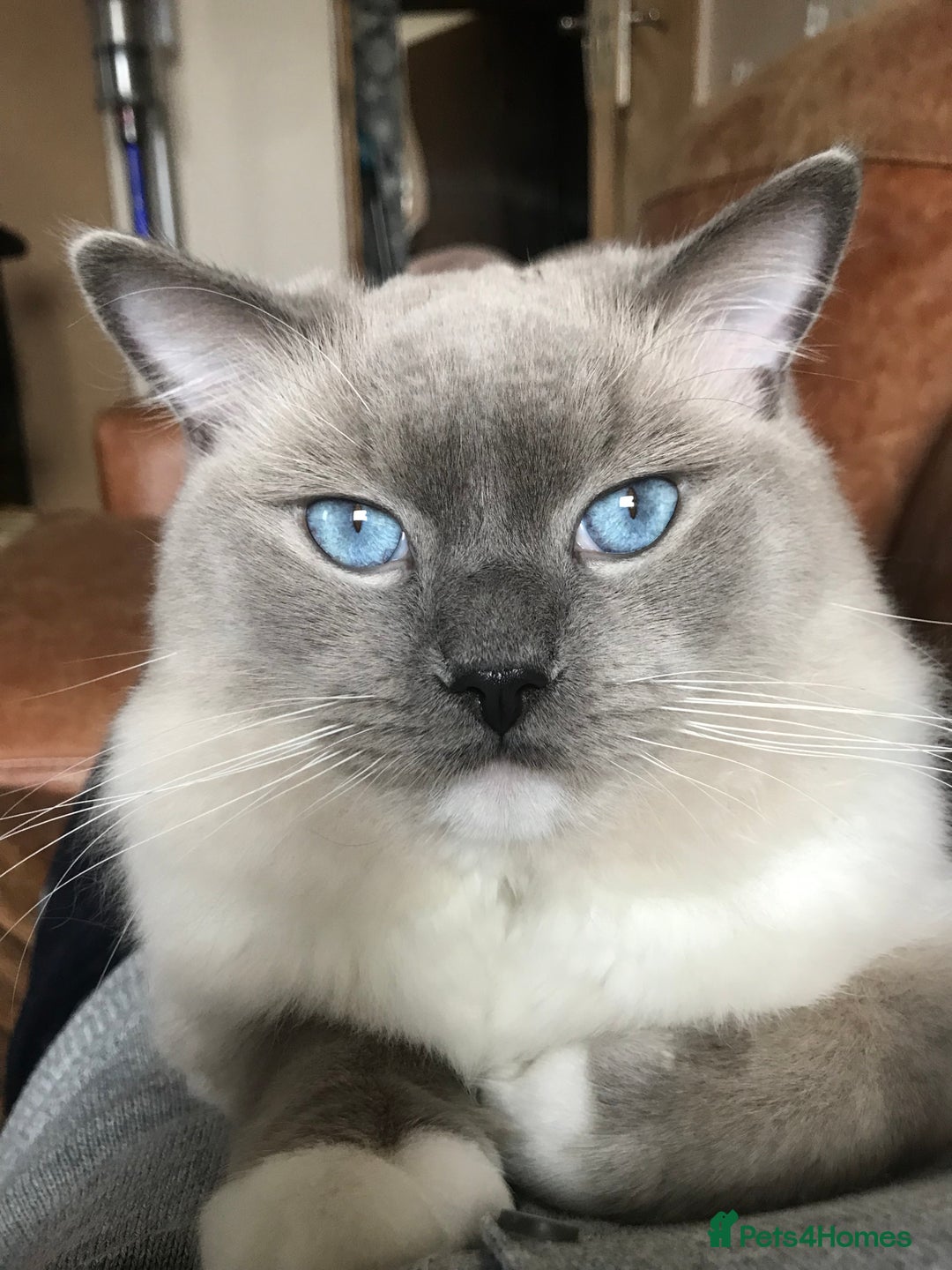 Ragdoll cats for stud: GCCF & TICA registered stud, champion bloodline    in London - Image 7