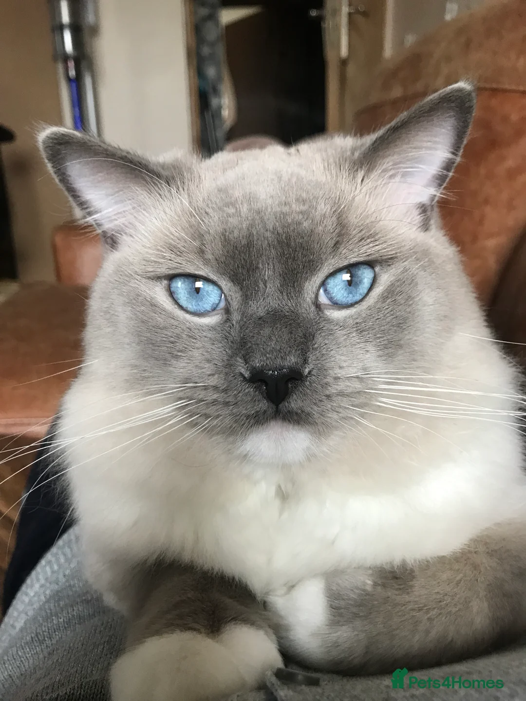 Ragdoll cats for stud: GCCF & TICA registered stud, champion bloodline    in London - Advert 7