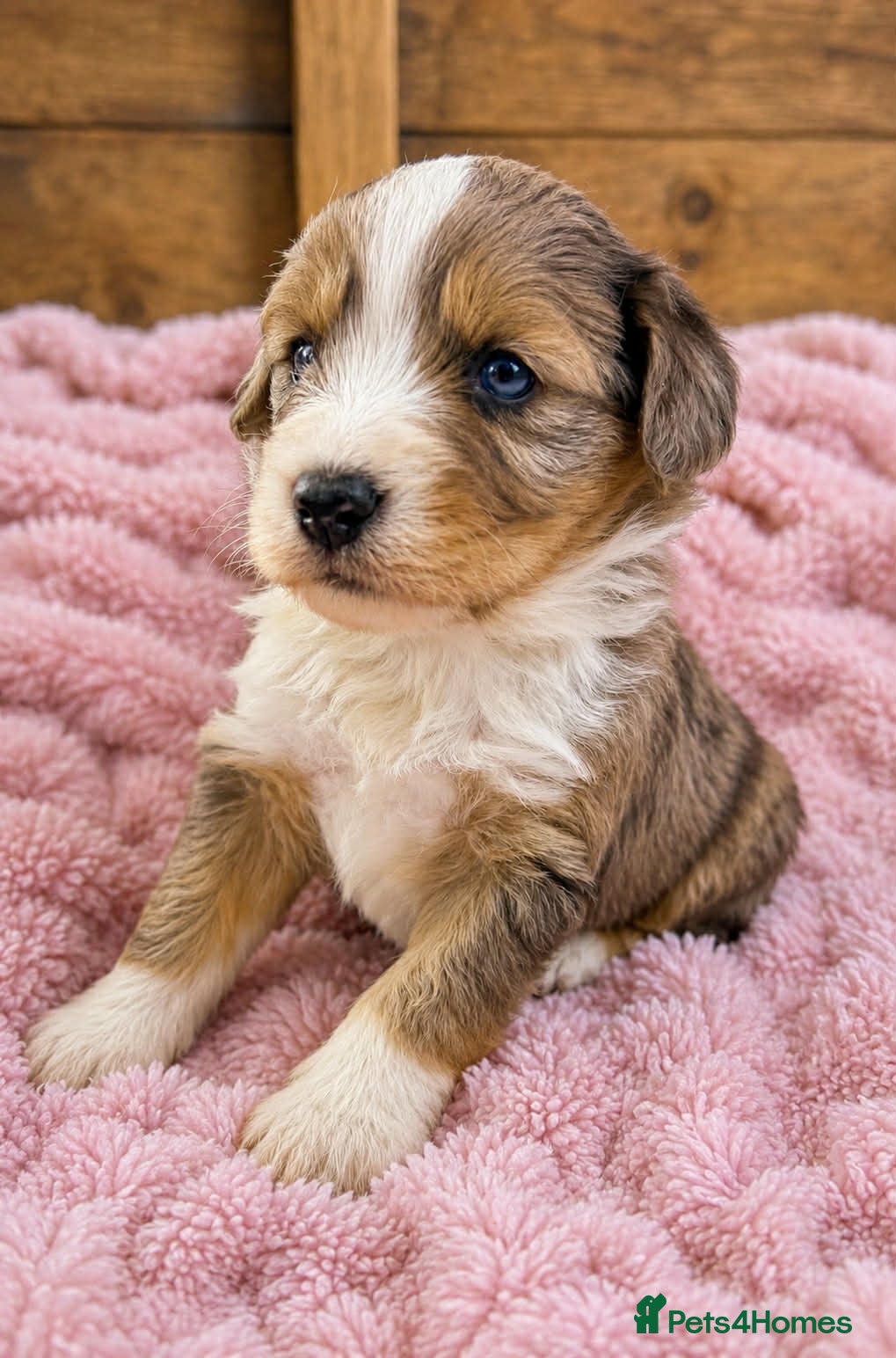 Bordoodle dogs Beautiful Merle Bordoodle puppies  - Advert 1