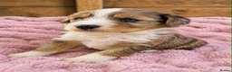 Bordoodle dogs for sale: Beautiful Merle Bordoodle puppies  - Advert 1
