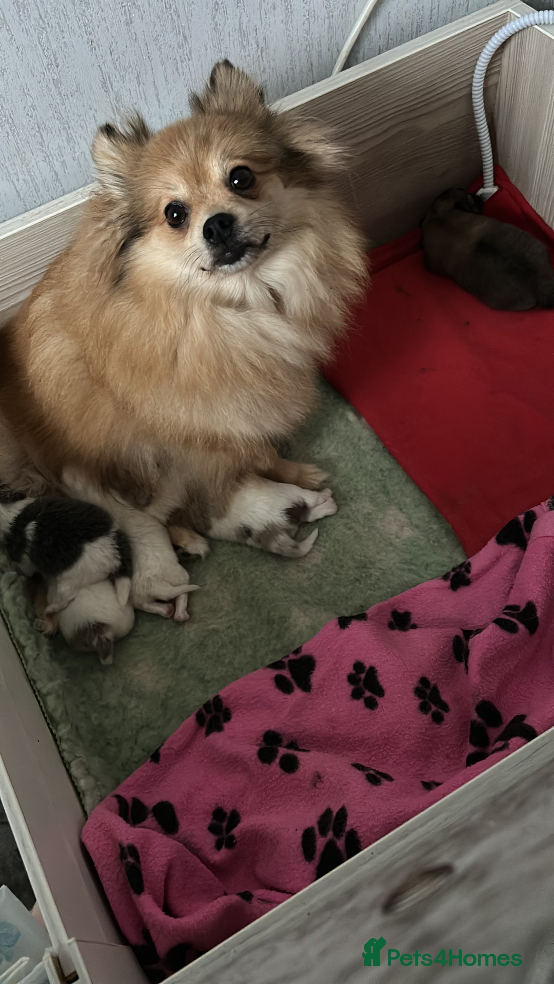 Pomeranian dogs for sale: Kc rainbow 🌈 Pomeranians  - Advert 4