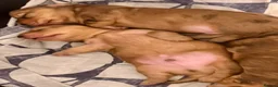 Miniature Dachshund dogs for sale: LH cream dachshund puppies ready   - Advert 6