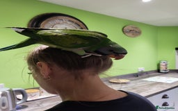 Parakeets birds for sale: Hand reared derbyan - Image 13