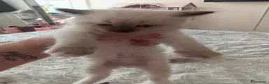 Ragdoll 4