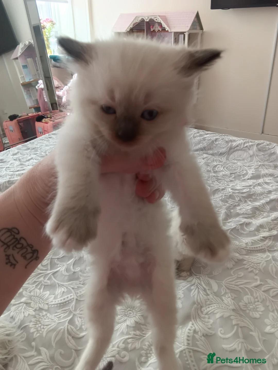 Ragdoll cats for sale: 4 Ragdoll Kittens  - Advert 2