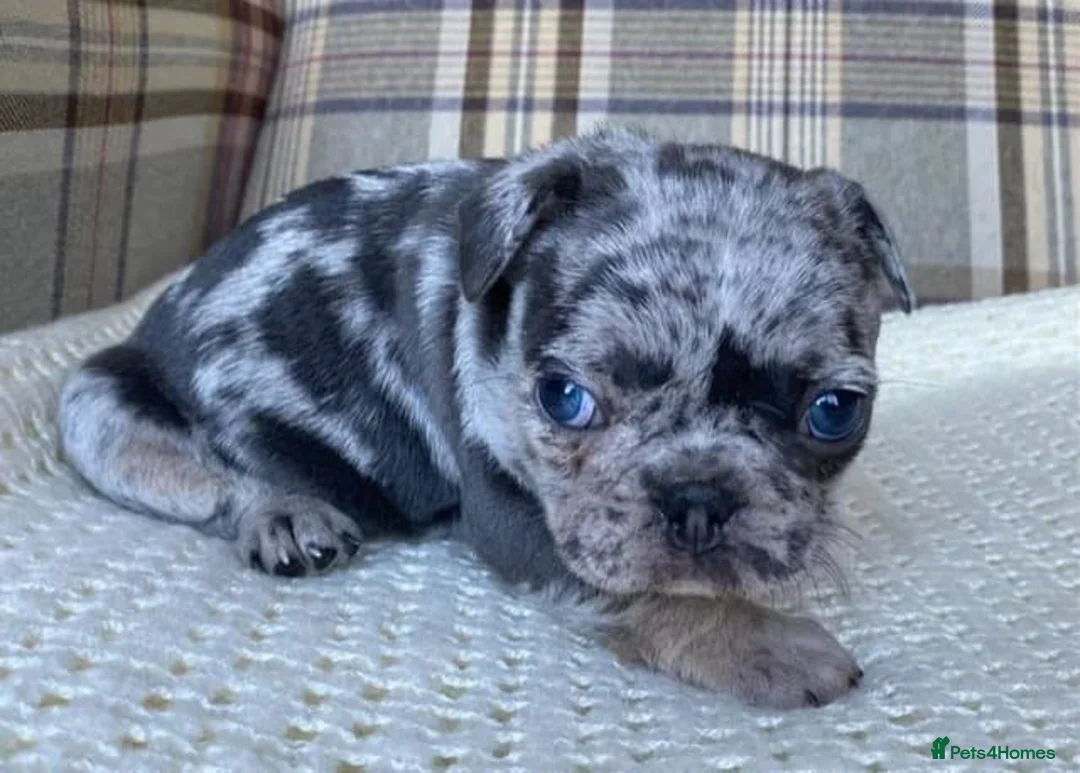 French Bulldog dogs for sale: Pink & Pink carrier French Bulldog puppies - Advert 1
