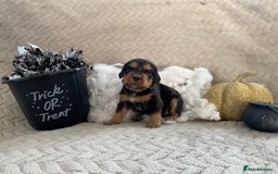 Cocker Spaniel dogs for sale: Working cocker spaniel puppies  - Image 3