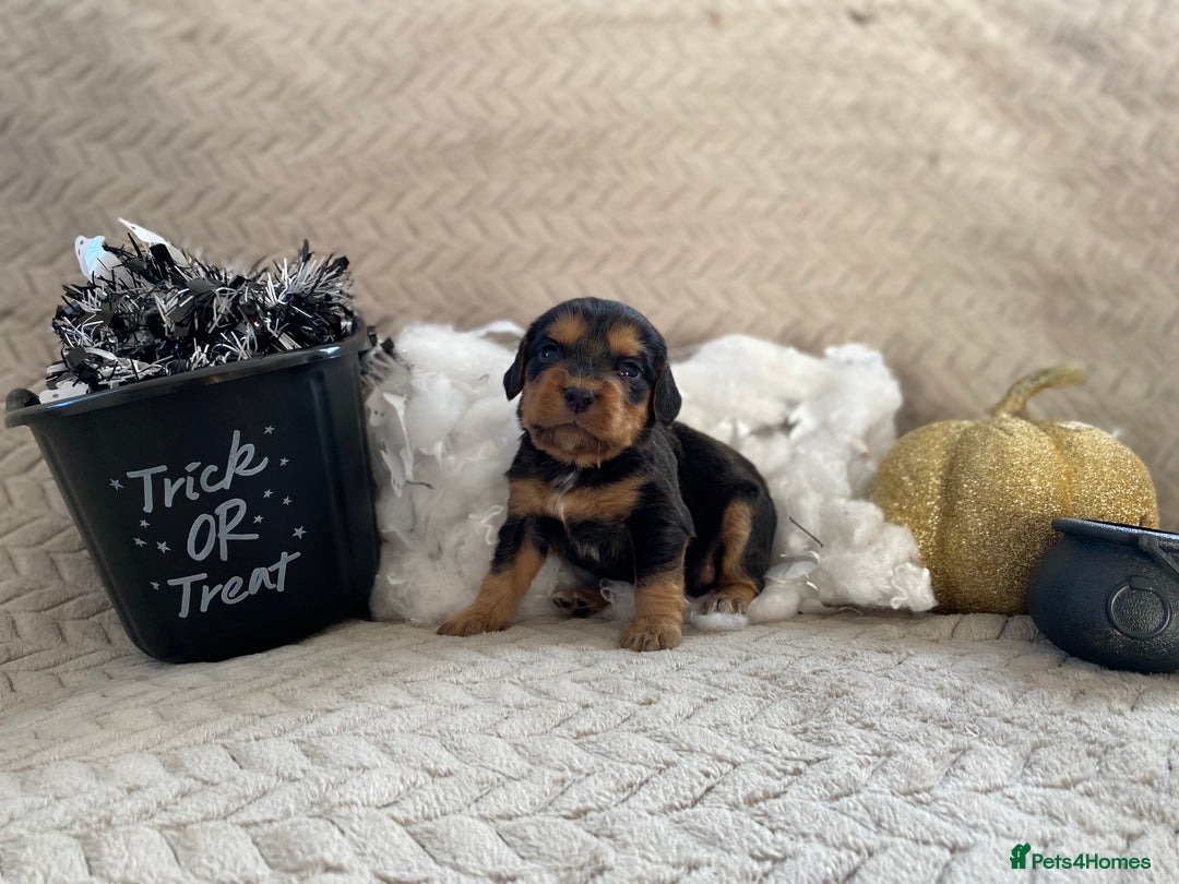 Cocker Spaniel dogs for sale: Working cocker spaniel puppies  - Image 3