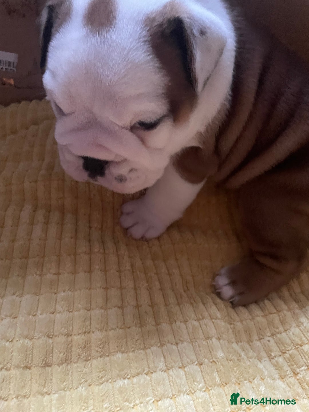 English Bulldog dogs for sale: 4 KC English Bulldog Puppies  - Image 6