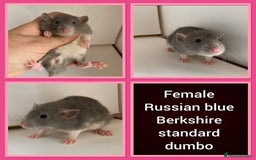 Rat rodents for sale: Adorable Dumbo Baby Rats ❤️ - Image 9