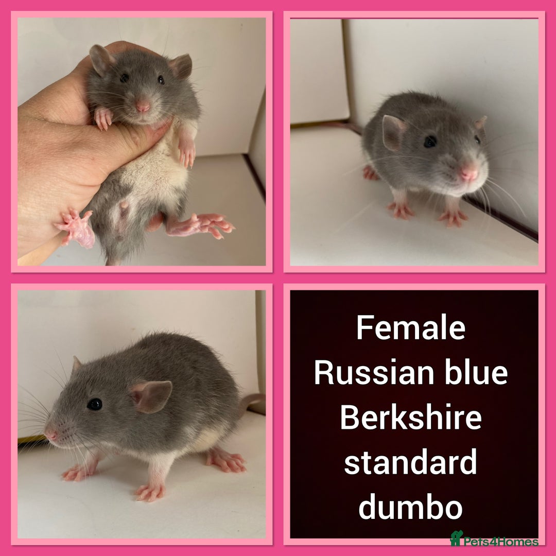Rat rodents for sale: Adorable Dumbo Baby Rats ❤️ - Image 9
