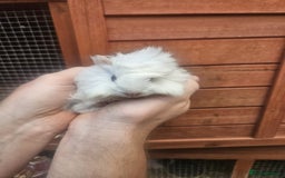 Guinea Pig rodents for sale: 3 boys left - Image 9